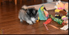 Photo №2 to announcement № 117320 for the sale of pekingese - buy in Germany 