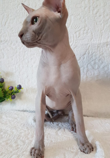 Photo №2 to announcement № 2999 for the sale of sphynx-katze - buy in Ukraine from nursery