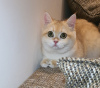 Photo №2 to announcement № 106678 for the sale of british shorthair - buy in United Arab Emirates breeder