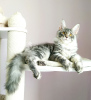 Photo №2 to announcement № 19561 for the sale of maine coon - buy in Russian Federation from nursery, breeder