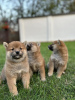 Photo №4. I will sell shiba inu in the city of Jakovo. breeder - price - 740$