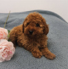 Photo №1. poodle (toy) - for sale in the city of Vilnius | 2436$ | Announcement № 18788