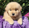 Photo №4. I will sell golden retriever in the city of New York. from nursery, breeder - price - 600$