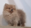 Additional photos: Purebred Pomeranian puppies BOO