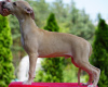 Photo №3. whippet. Poland