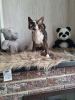 Photo №4. I will sell devon rex in the city of Сквира. from nursery, breeder - price - 375$