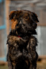 Photo №4. I will sell non-pedigree dogs in the city of Москва. from the shelter - price - Is free