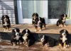 Photo №2 to announcement № 13098 for the sale of bernese mountain dog - buy in Germany private announcement