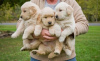 Photo №1. golden retriever - for sale in the city of Prague | negotiated | Announcement № 78583
