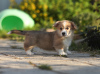 Photo №2 to announcement № 11543 for the sale of welsh corgi - buy in Russian Federation breeder