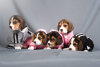 Photo №4. I will sell beagle in the city of Quakenbrück. private announcement - price - 423$