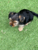 Photo №2 to announcement № 112170 for the sale of yorkshire terrier - buy in United States 