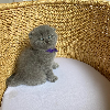 Photo №3. British Shorthair kittens for new homes.. Sweden