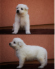 Photo №2 to announcement № 19724 for the sale of berger blanc suisse - buy in Russian Federation from nursery