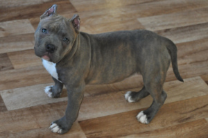 Photo №2 to announcement № 5030 for the sale of american bully - buy in Russian Federation breeder