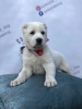 Photo №2 to announcement № 7770 for the sale of central asian shepherd dog - buy in Russian Federation breeder