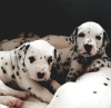 Photo №1. dalmatian dog - for sale in the city of Friedberg (Hessen) | negotiated | Announcement № 30186