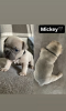 Additional photos: French bulldog puppies for sale