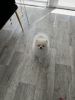 Photo №4. I will sell pomeranian in the city of Prague. breeder - price - 2500$