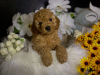Additional photos: Red toy poodle puppies