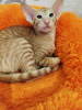 Photo №2 to announcement № 127670 for the sale of oriental shorthair - buy in Belgium private announcement, breeder