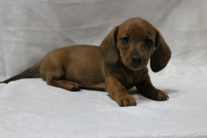 Photo №3. Dachshund miniature smooth-haired. The color is red. There are boys and girls. Kazakhstan