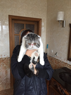 Photo №1. exotic shorthair - for sale in the city of Sevastopol | 800$ | Announcement № 3380