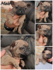 Additional photos: French bulldog Standard and exotic