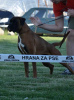 Photo №3. German Boxer, young dog. Serbia