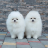 Photo №2 to announcement № 120566 for the sale of pomeranian - buy in Germany private announcement