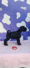 Photo №2 to announcement № 79263 for the sale of schnauzer - buy in Serbia breeder