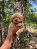 Photo №4. I will sell maltipu in the city of Дрезден. private announcement, from nursery, from the shelter, breeder - price - negotiated
