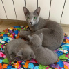 Photo №1. russian blue - for sale in the city of Дортмунд | 443$ | Announcement № 19050