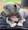 Photo №2 to announcement № 123750 for the sale of american pit bull terrier - buy in Lithuania private announcement