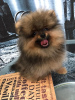 Photo №2 to announcement № 8973 for the sale of pomeranian - buy in Russian Federation private announcement