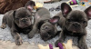 Photo №2 to announcement № 101191 for the sale of french bulldog - buy in Germany private announcement, breeder