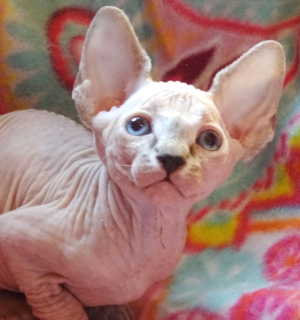 Photo №1. sphynx-katze - for sale in the city of Moscow | Negotiated | Announcement № 1682