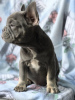 Photo №1. french bulldog - for sale in the city of Warsaw | 1885$ | Announcement № 12805