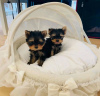 Photo №3. Amazing Yorkie puppies Business WhatsApp 37256062792. Finland