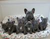 Photo №3. Solid Blue French Bulldog Puppies Available For Sale. Germany