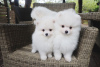 Photo №2 to announcement № 116026 for the sale of pomeranian - buy in Germany private announcement