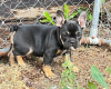 Photo №1. french bulldog - for sale in the city of Vienna | 264$ | Announcement № 117981