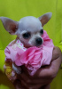 Photo №1. chihuahua - for sale in the city of Belgrade | Is free | Announcement № 80310