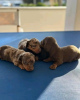 Photo №4. I will sell dachshund in the city of Parma. breeder - price - 423$