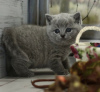 Photo №1. british shorthair - for sale in the city of Berlin | 240$ | Announcement № 89833