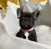 Photo №2 to announcement № 117663 for the sale of french bulldog - buy in Germany private announcement