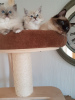 Photo №4. I will sell ragdoll in the city of Бернау. private announcement, from nursery - price - 423$