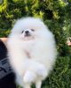 Photo №4. I will sell pomeranian in the city of Bielefeld. private announcement - price - 280$