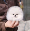 Photo №1. pomeranian - for sale in the city of Los Angeles | 450$ | Announcement № 54584