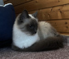 Additional photos: Ragdoll kitten